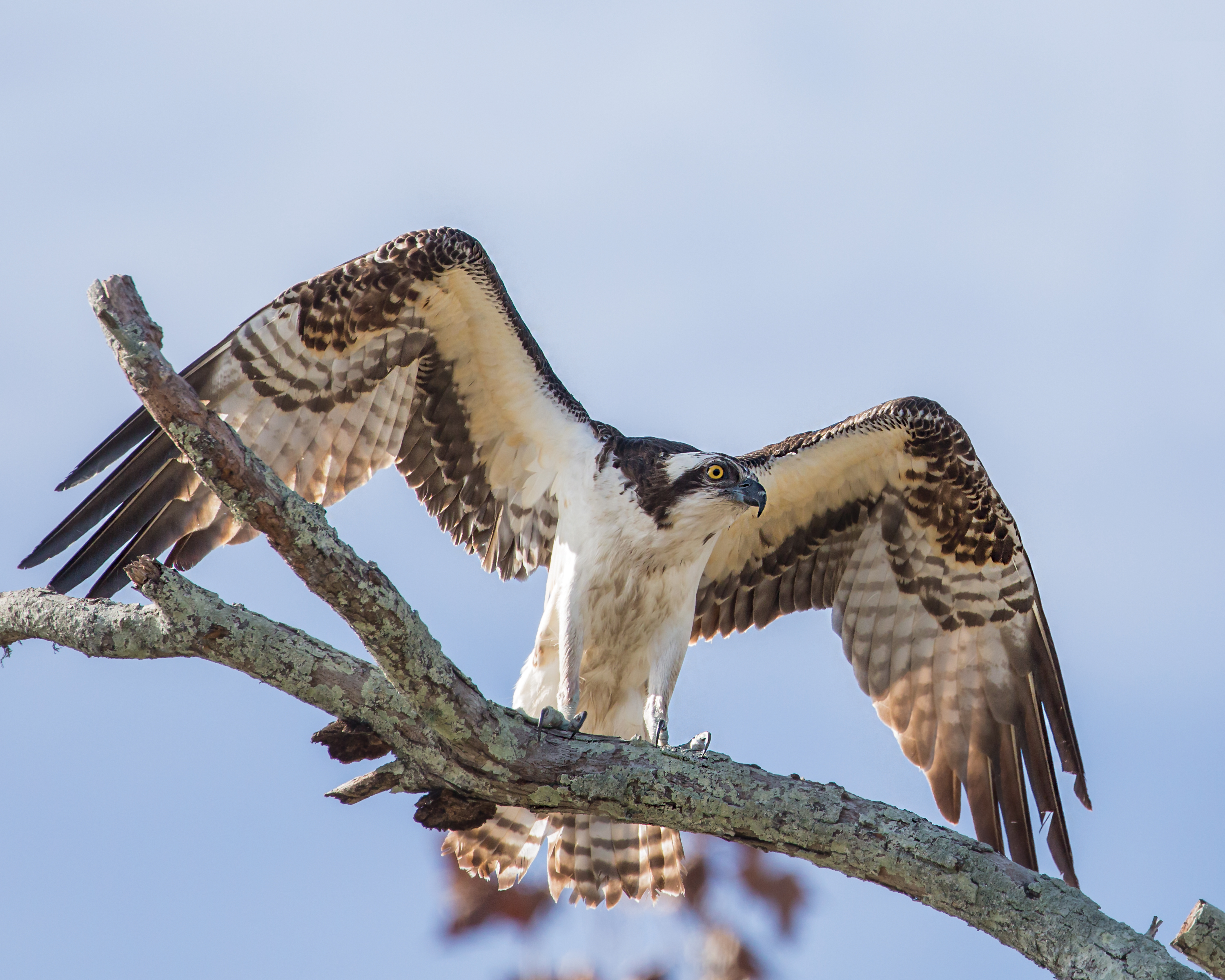 Osprey Landing Shutterbug